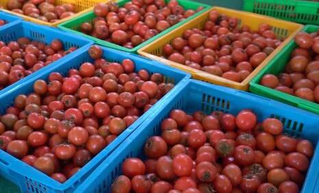 호품산동 | 위해 ‘딸기토마토’ 시장에 나온 후, 공급이 수요를 따르지 못해