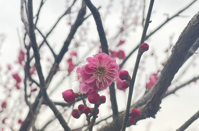好品山東｜荷沢牡丹長勢を訪ねる:早期の花はすでにつぼみを催し