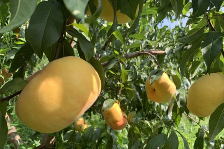 Remarkable Shandong | Mengyin peach leads the nation in planting area and output 