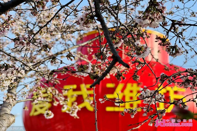 云赏樱进行时 潍坊人民广场的樱花开了