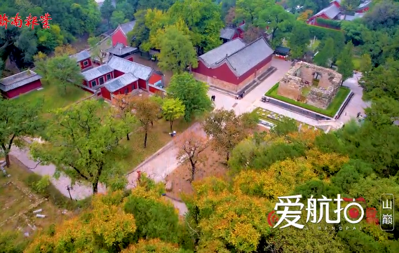 深秋的濟南靈巖寺，千年銀杏迎來最美時刻