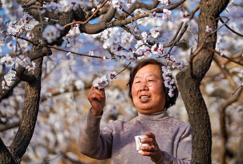 산둥 쩌우핑:합작사 농민 새봄 맞이 좋은 수확 기대