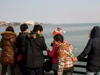 美丽海鸥
