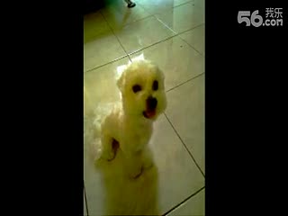 没见过狗狗大笑
