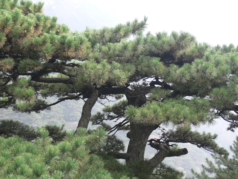 泰山松 我要评论