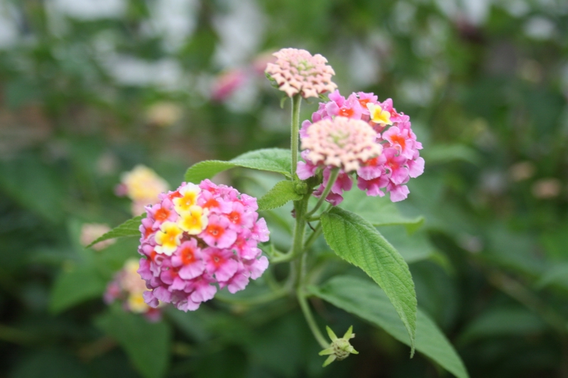 苔花如米小也学牡丹开