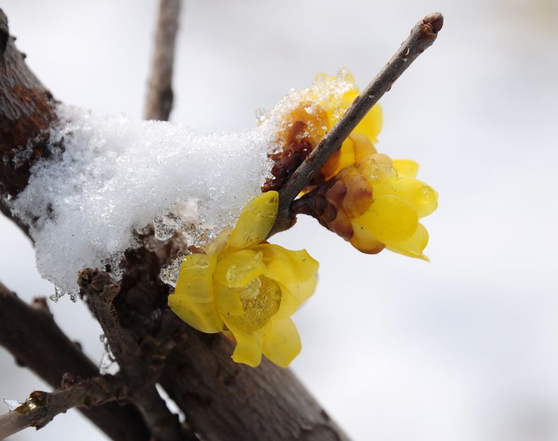 冰雪腊梅花