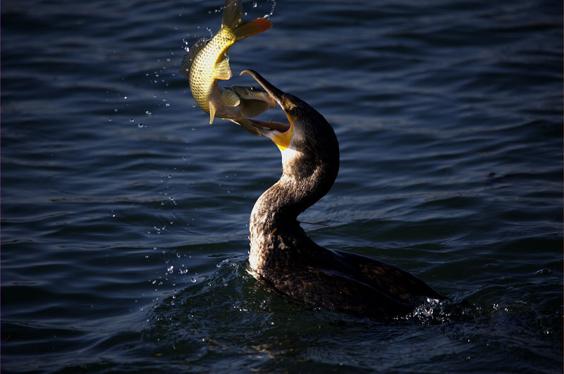 徐炳书当前票数:433作品简介鱼鹰(phalacrocorax carbo)俗称鸬鸬鹚