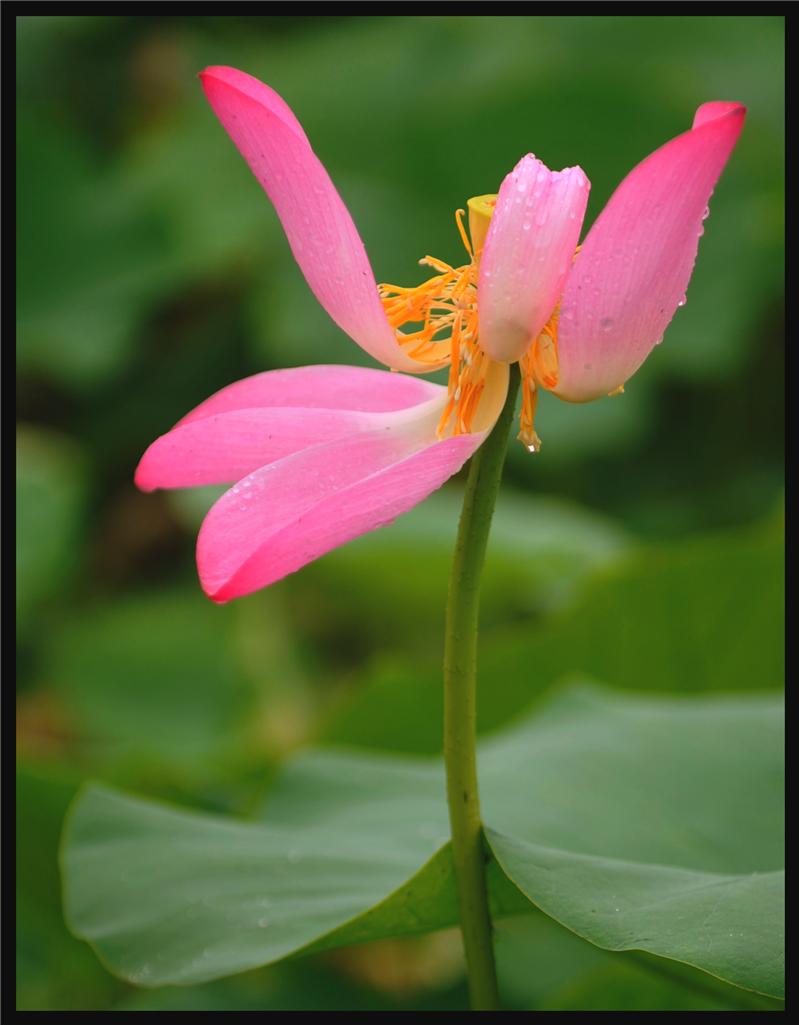 西游记荷花仙子图片