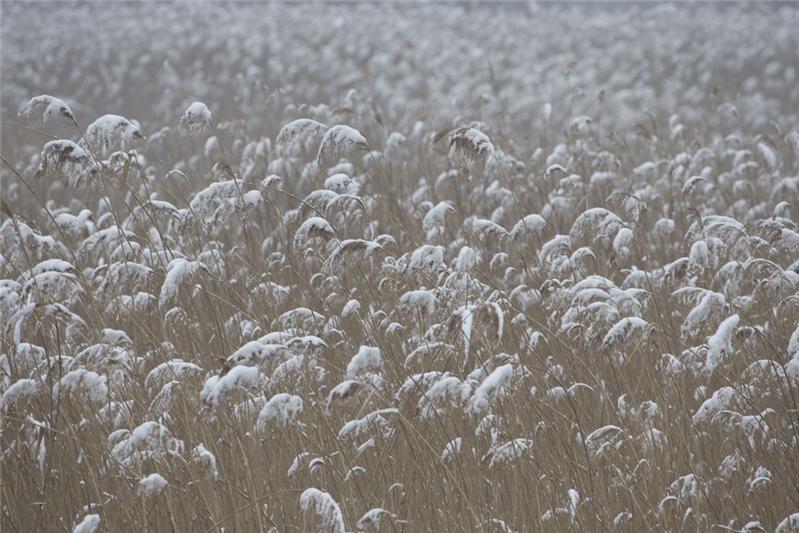 雪中芦苇图片大全图片