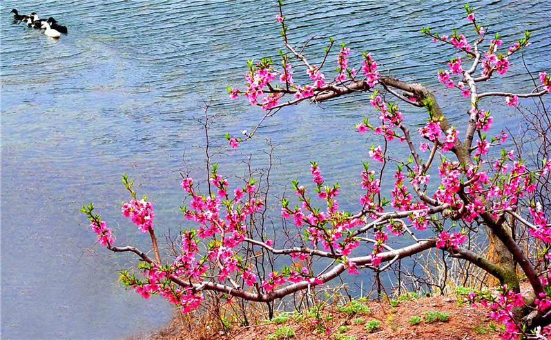 桃花潭水