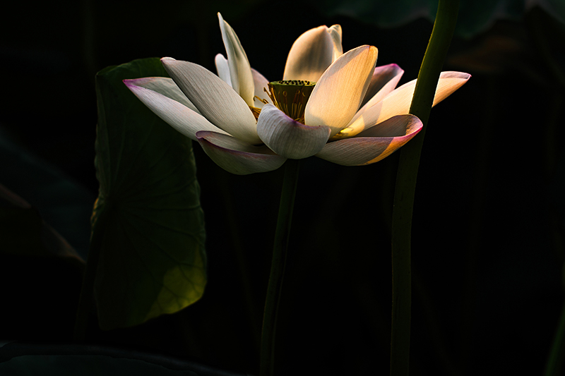 一莲幽梦