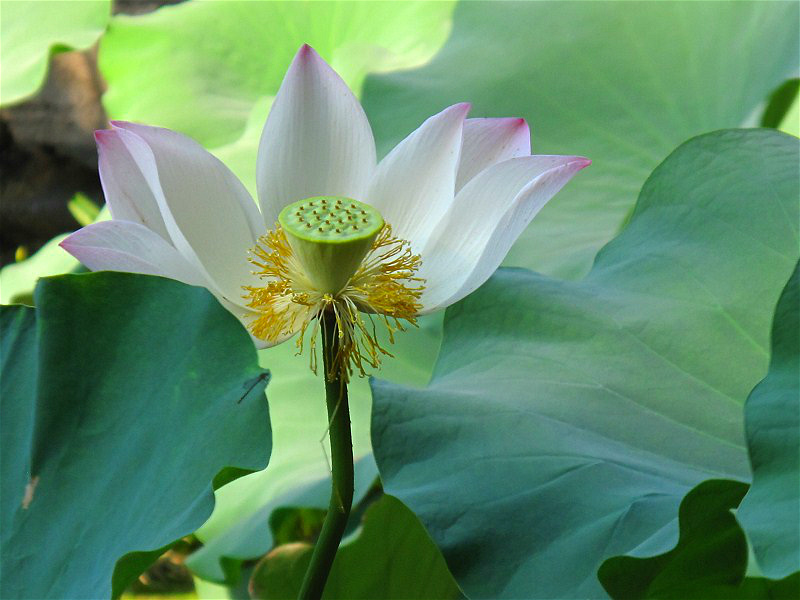 半朵荷花一池秋