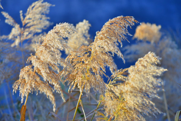 芦苇花开-"孔子故乡 中国山东"网络摄影大赛官方网站