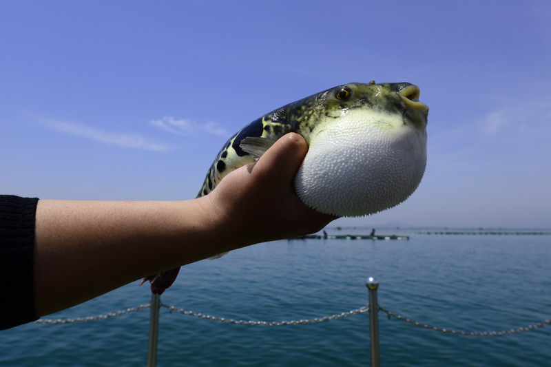 一條氣鼓鼓的魚