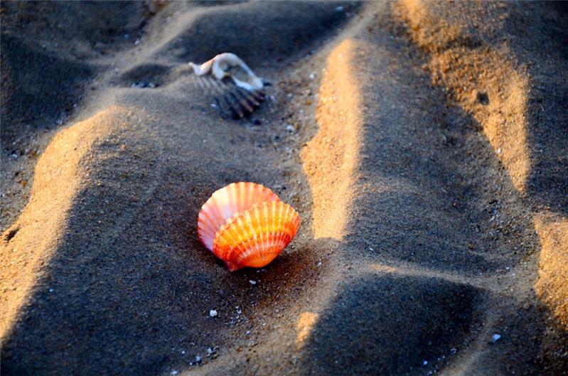 作品:贝壳作者:孙树业当前票数:4345作品简介拍于养马岛大赛合作伙伴