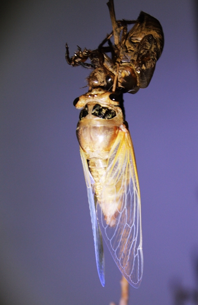 金蝉美丽蜕变-"孔子故乡 中国山东"国际网络摄影大赛官方网站