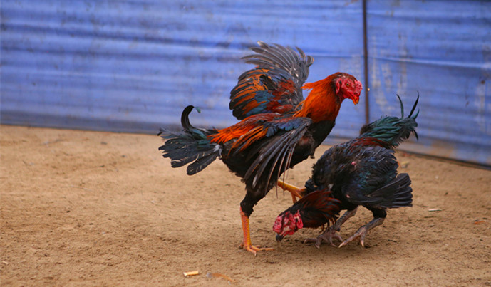 民俗:斗鸡3-"孔子故乡 中国山东"网络摄影大赛官方网站