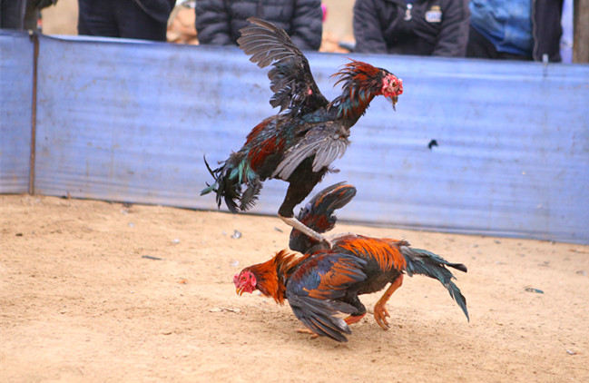 民俗斗鸡2