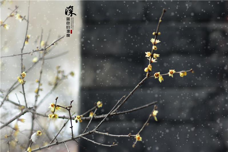 遙知不足雪 ,為有暗香來.[拍攝與泰安靈應宮]