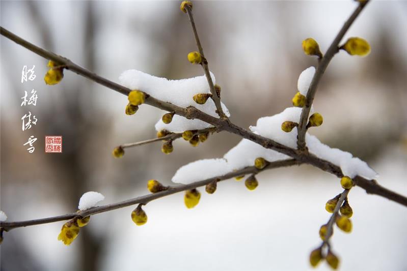 腊梅傲雪