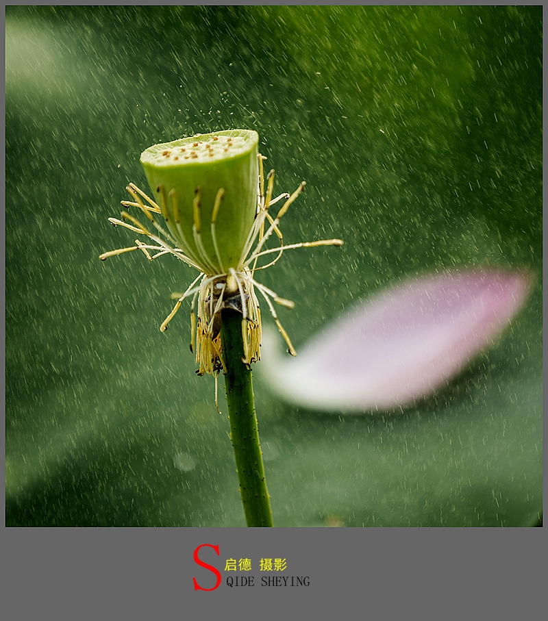 残荷雨中图片