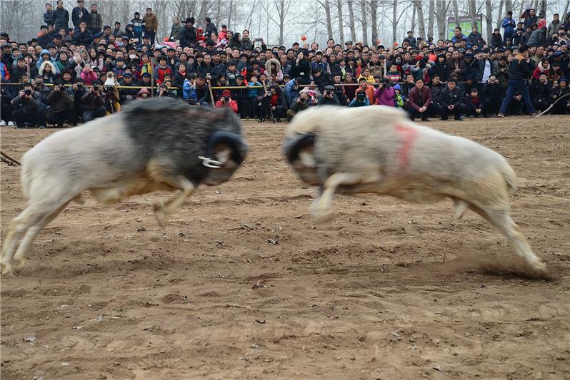 山东斗羊图片