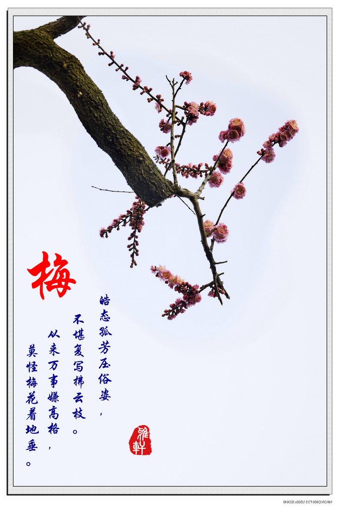 梅花梅花我爱你图片