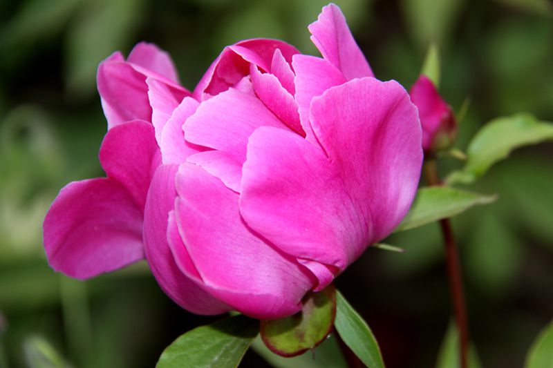 芍药-"孔子故乡 中国山东"网络摄影大赛官方网站