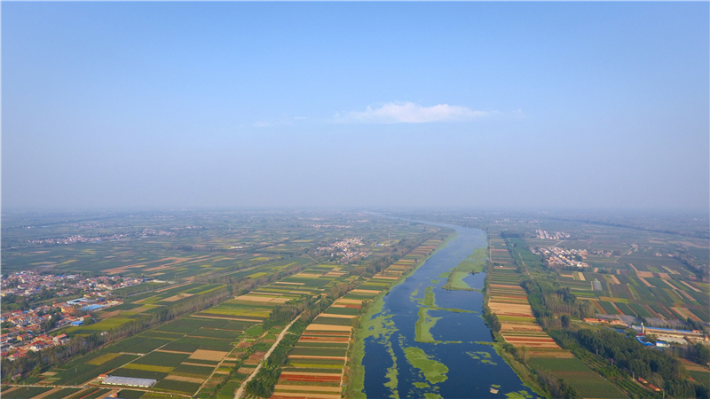 秋天的鲁西南大平原有蓝的天,白的云,绿的河,紫的棉,黄的稻,更少不了
