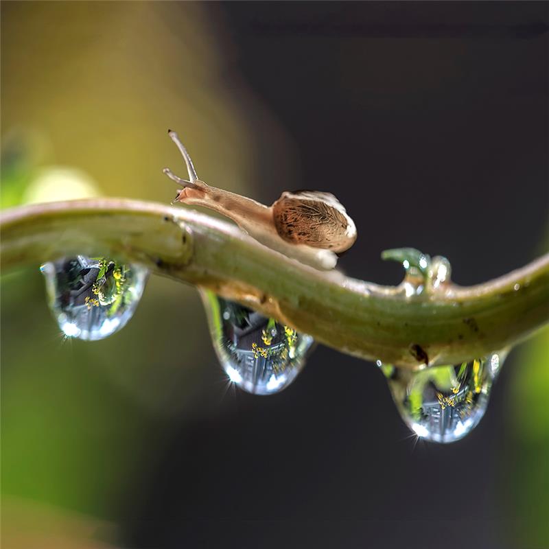 蜗牛与水滴