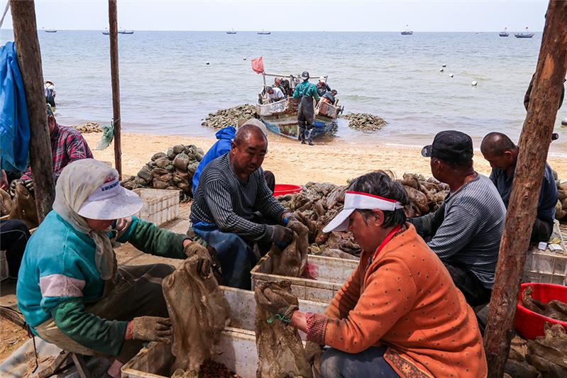 渔民收网忙-"孔子故乡 中国山东"网络摄影大赛官方网站