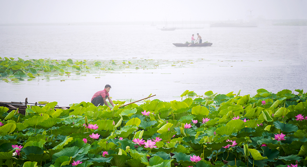 采莲-"孔子故乡 中国山东"网络摄影大赛官方网站
