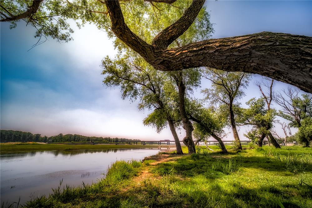 大沽河古柳林风光