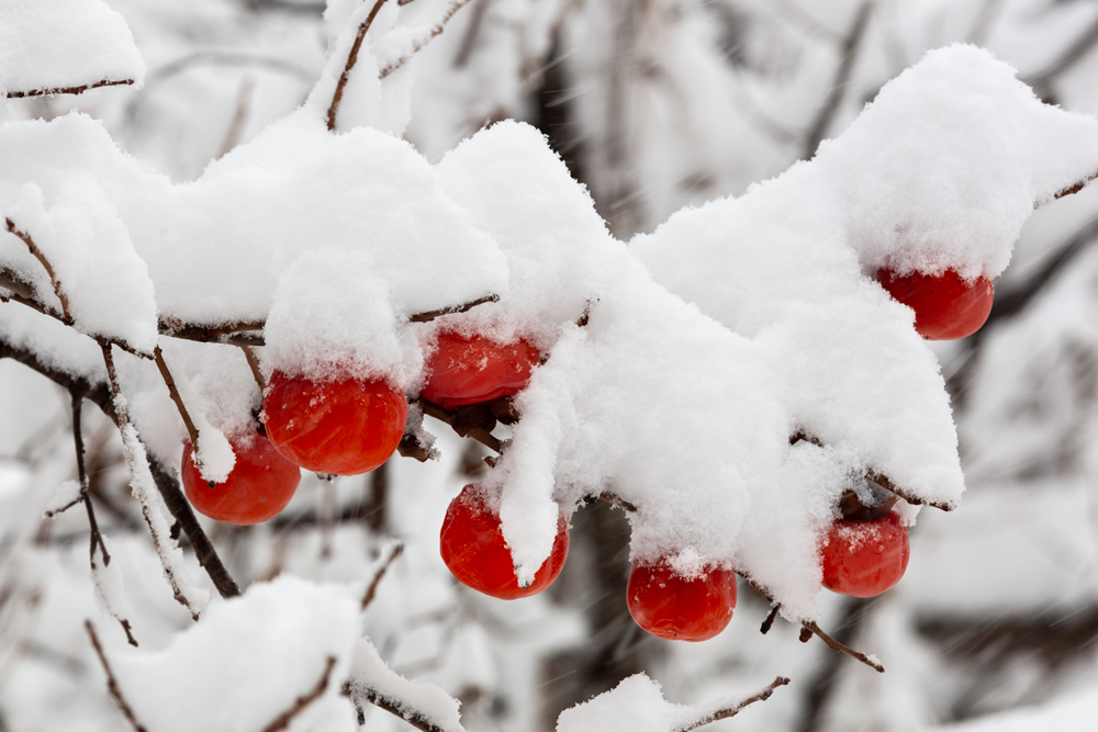 着一些柿子,在风雪中彰显出不屈的生命力,构成一幅幅凄美的风雪柿子图