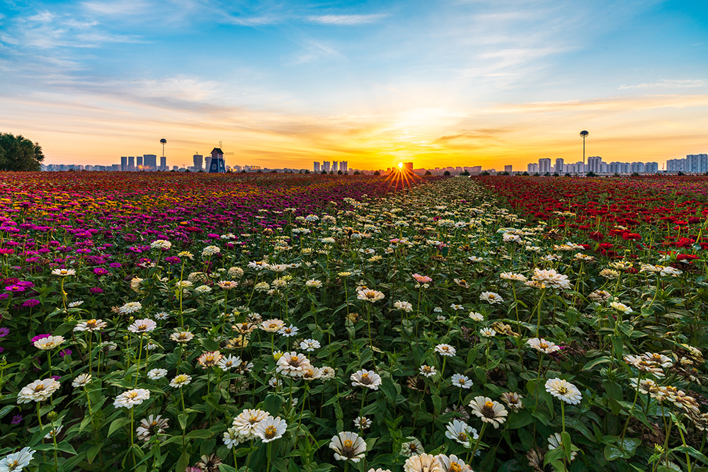 花海日出