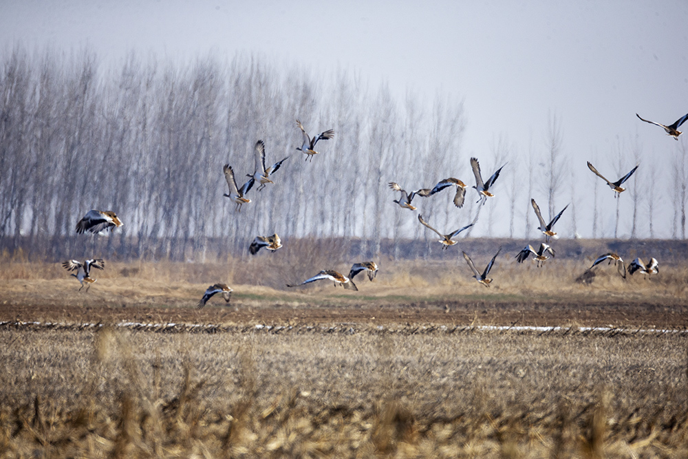 《大鸨》-"孔子故乡 中国山东"网络摄影大赛官方网站