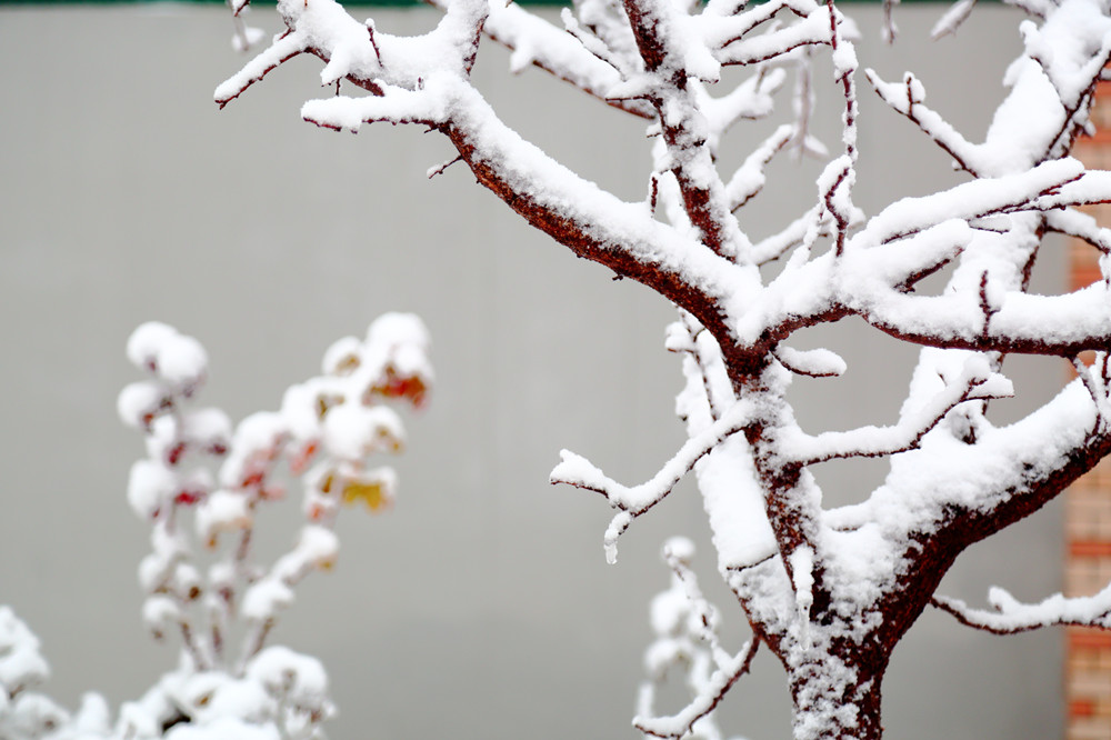 雪压枝头百媚生