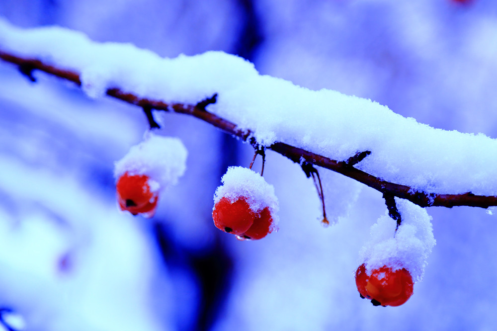 雪压枝头百媚生