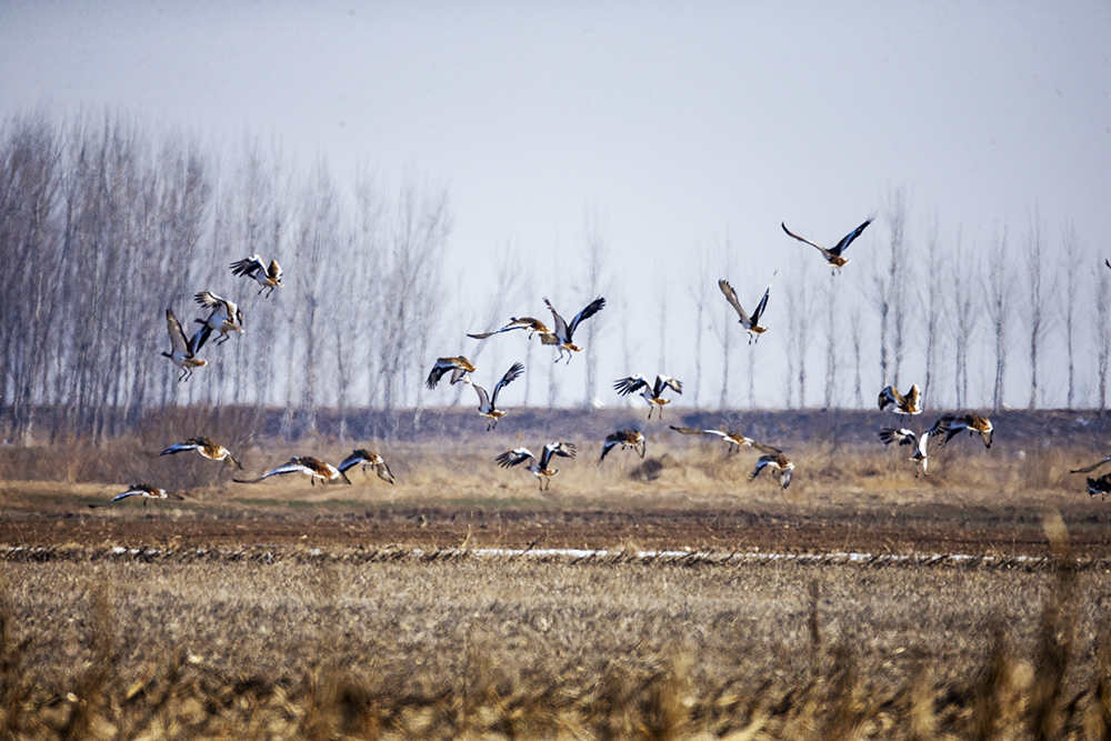 《黄河岸边的国家一级保护鸟类--大鸨》-"孔子故乡 中国山东"网络摄影