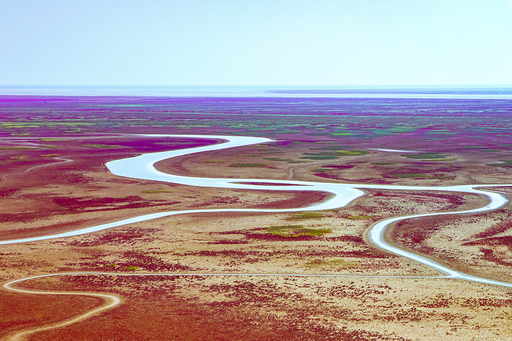 黄河口新生湿地
