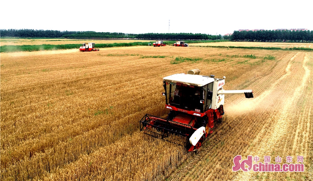 家庭农场喜丰收东营牛庄现代化农业园区航拍三夏麦收
