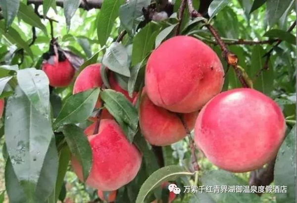 万紫千红御温泉酒店一日游丨98元泡温泉采摘套餐活动