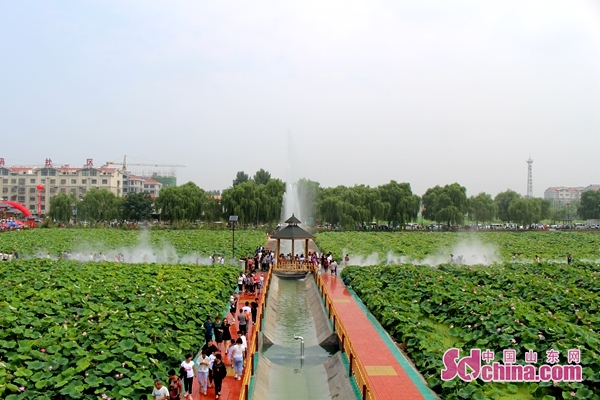 2000畝荷花免費欣賞 濟南章丘白雲湖文化旅遊節開幕