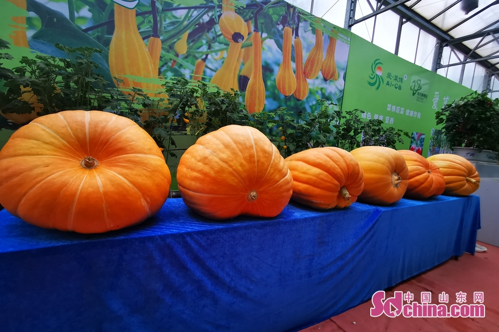 长在空中的红薯可生吃的南瓜寿光菜博会让人一饱眼福