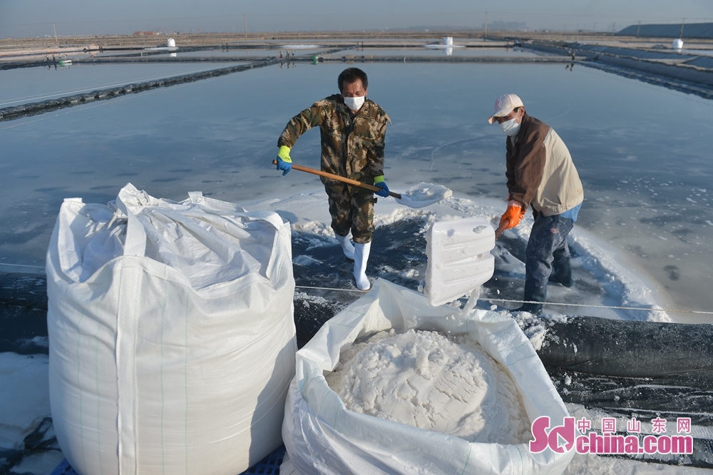  br/>  4月27日,在山东省青岛市东风盐场,工人正在装运海盐. br/>