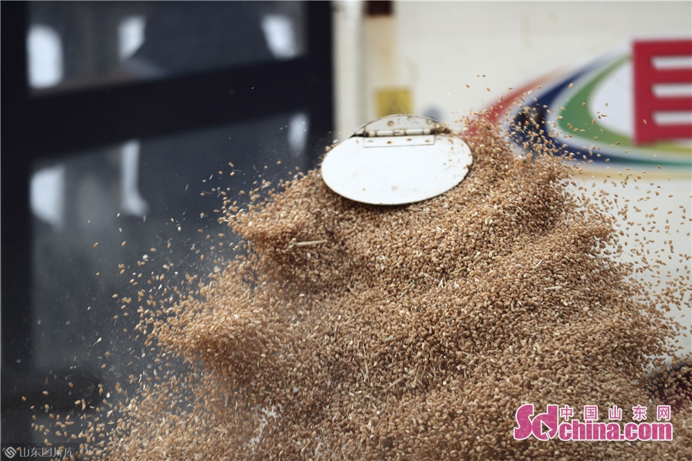  br/>脱壳后的小麦散发出阵阵麦香,田中处处洋溢着丰收的喜悦. br/>