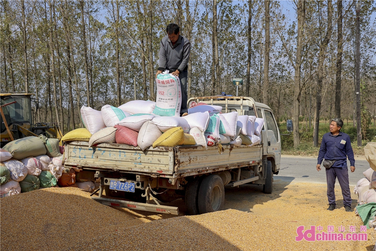山东青岛金秋玉米销售忙