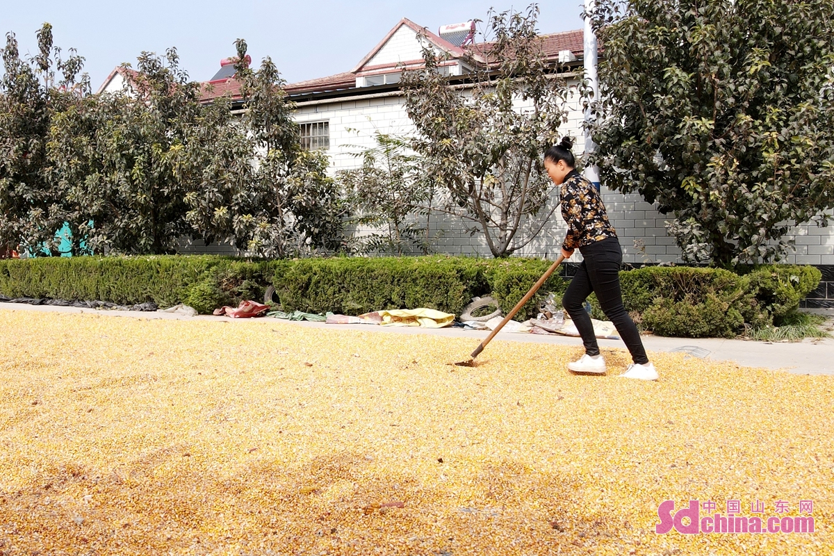  br/>  村民翻晒玉米 br/>