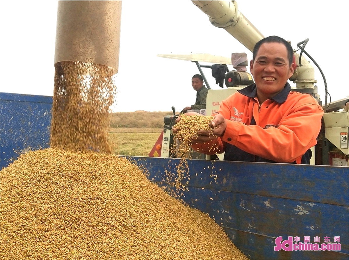 山东郯城农民稻谷颗粒归仓喜洋洋